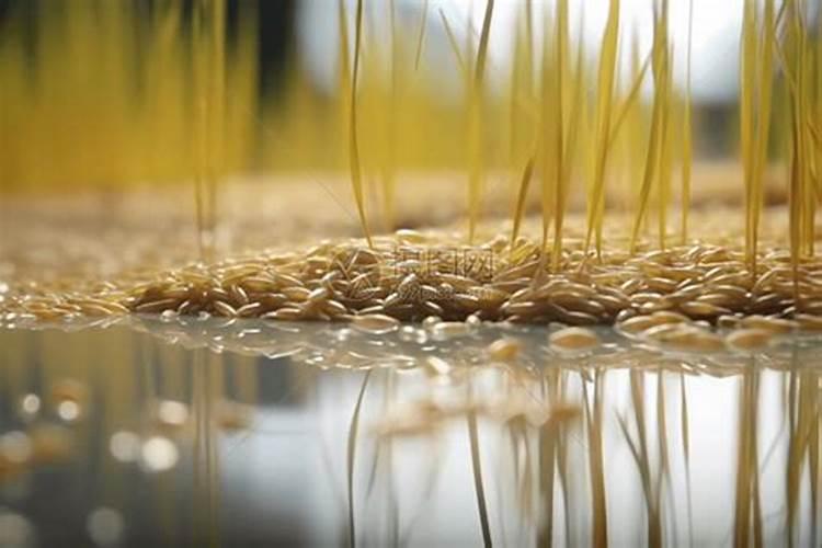 水稻钾肥什么时候施