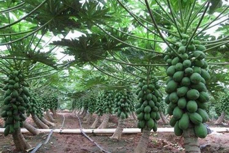 木瓜种植六七月份要注意什么