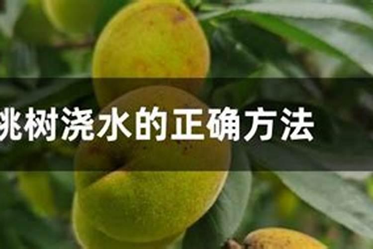 桃树施什么肥桃树的施肥方法