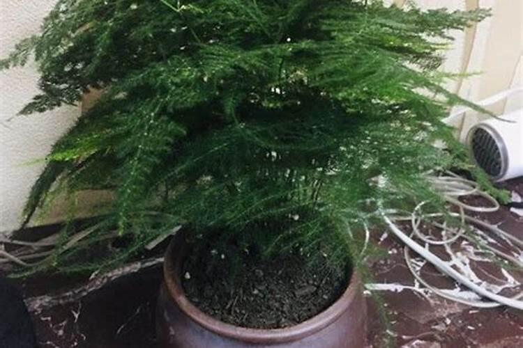 文竹施什么肥长得好