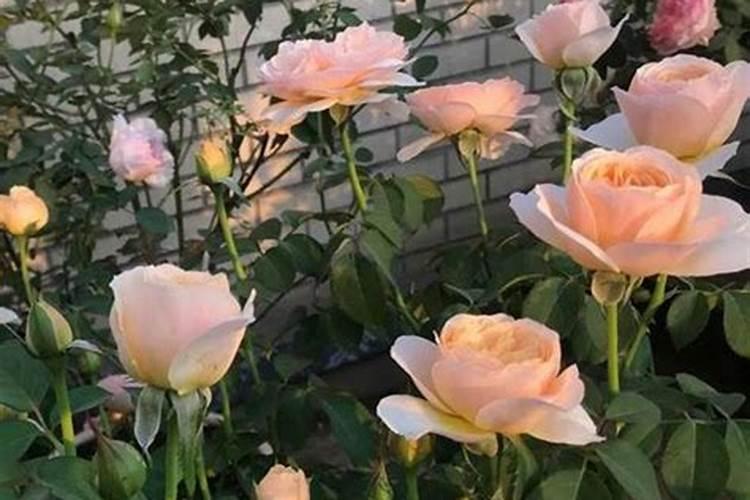 月季需要硼肥吗