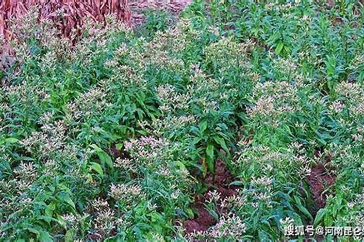 叶霸龙可以浇花不