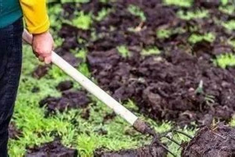 为什么植物根系不能利用农家肥中有机物的能量？