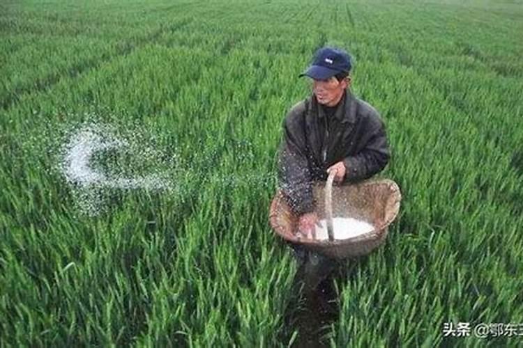 尿素可以水溶后施肥吗 尿素能水溶后施肥吗