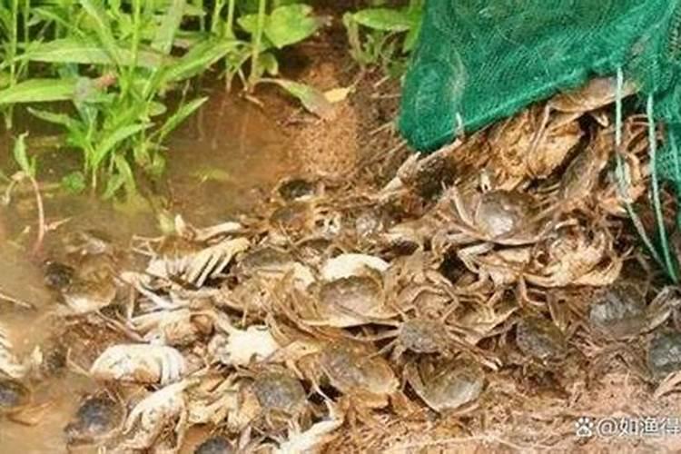 蟹池有青苔怎么办 蟹池有青苔怎么处理
