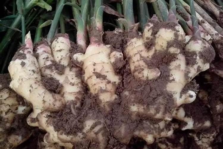 生姜出苗后用什么肥料