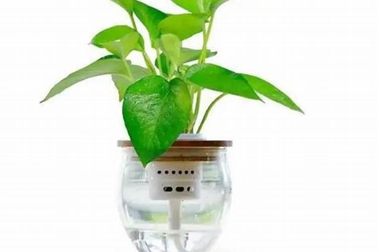 绿萝用什么肥料好