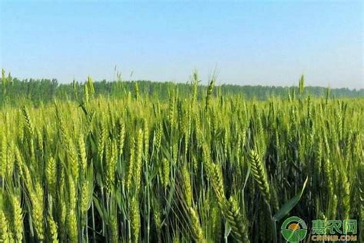 矿源黄腐酸钾使用过量小麦出现何药害？