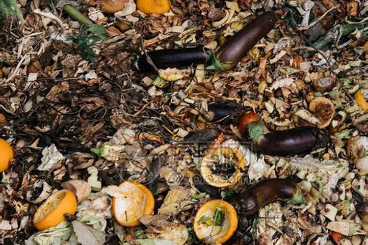 烂水果可以发酵做肥料吗