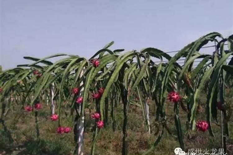 火龙果的枝条上的铁锈斑要用什么农药？