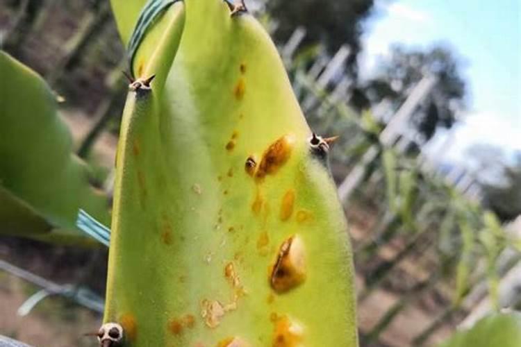 火龙果树身上长满了一点点的,是怎么回事？有的还腐烂了只剩中间的树干...