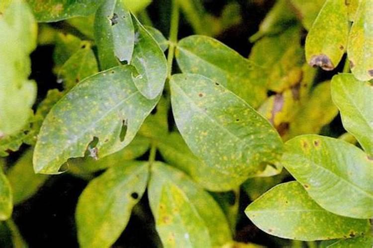 花生的病毒病用什么药好