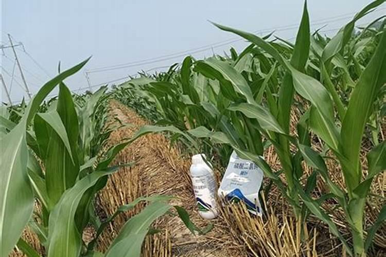 玉米大喇口用微喷给进施肥水溶肥是先施肥还是后施肥