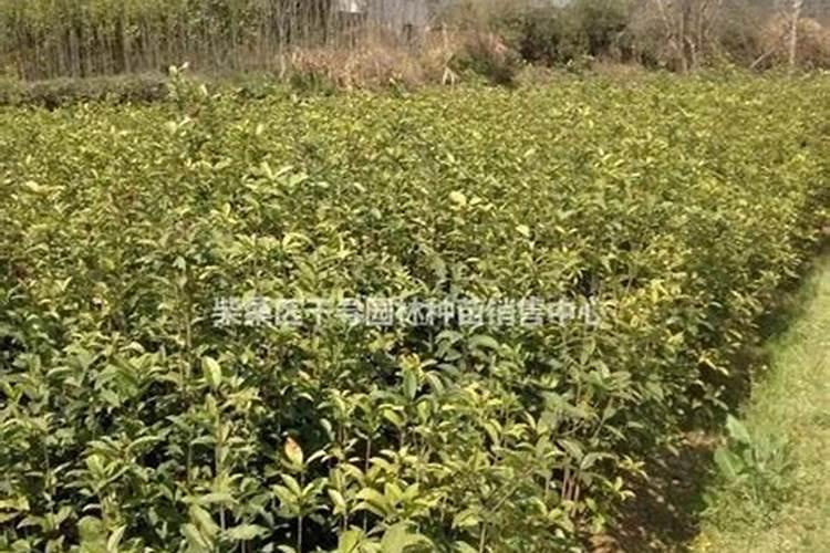 桂花树专用肥有哪些 施肥注意事项