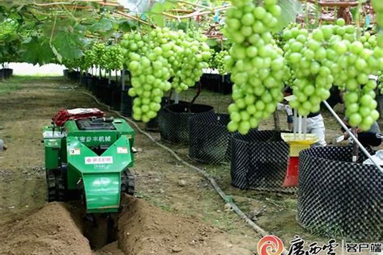 葡萄树夏季结果时怎么施肥