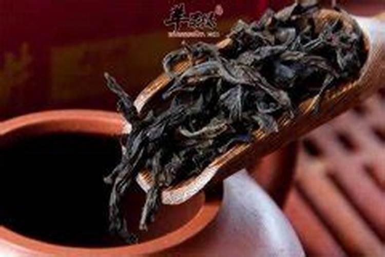 大红袍盆景如何养？