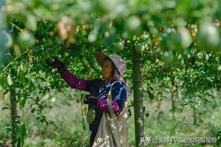 百香果施肥方案