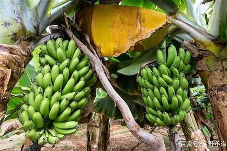 虫子药打多了受药害怎么办