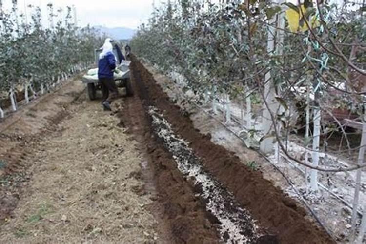 阿维菌素功效与作用