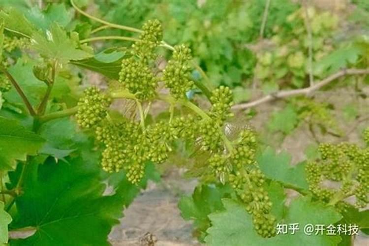 硼肥在花期的使用方法