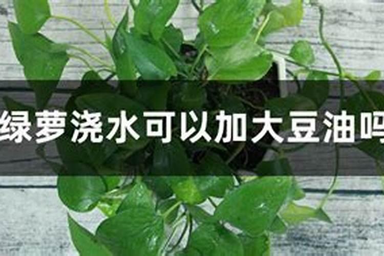 哪三种水浇绿萝能疯长