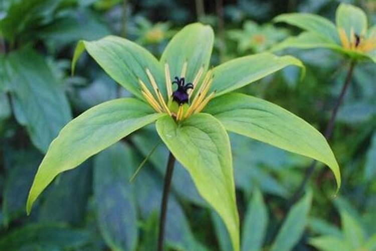 重楼用什么肥料