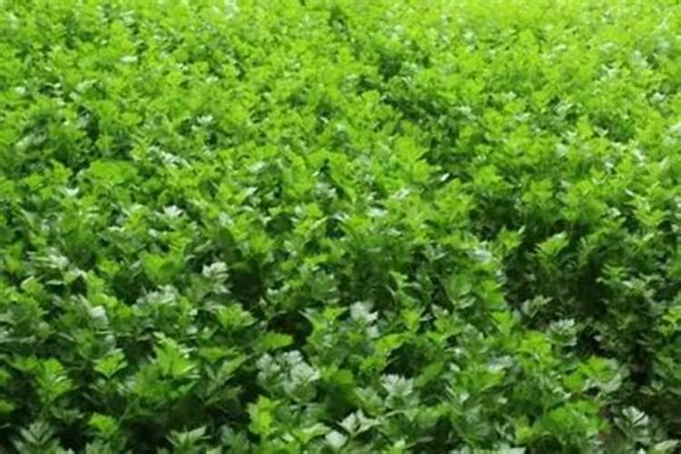 芹菜可以施大量的硼肥吗？