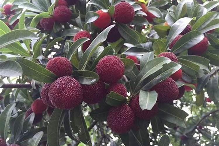 请问老师杨梅树如何控梢？