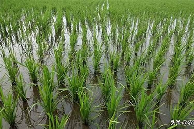 旱秧种植方法