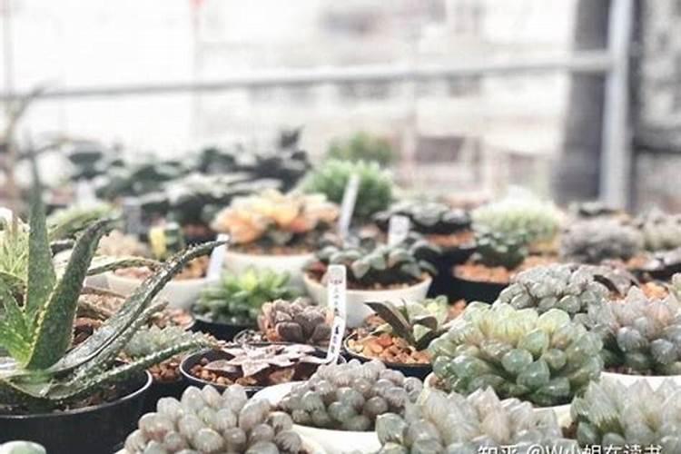 多肉植物能浇鱼蛋白肥料吗？