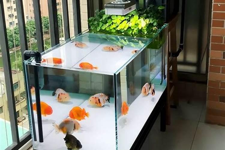 死鱼埋下花盆当肥行吗