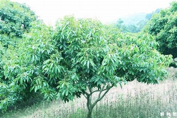 荔枝施什么肥料最好