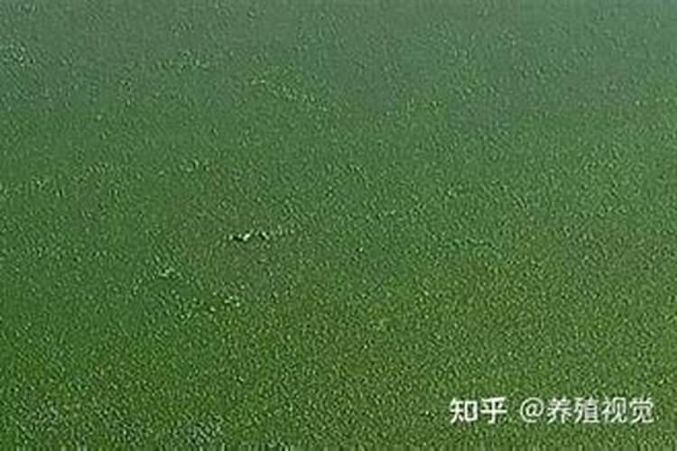 蓝藻的前世今生和来龙去脉:采取综合防控方法,才能彻底有效解决问题...