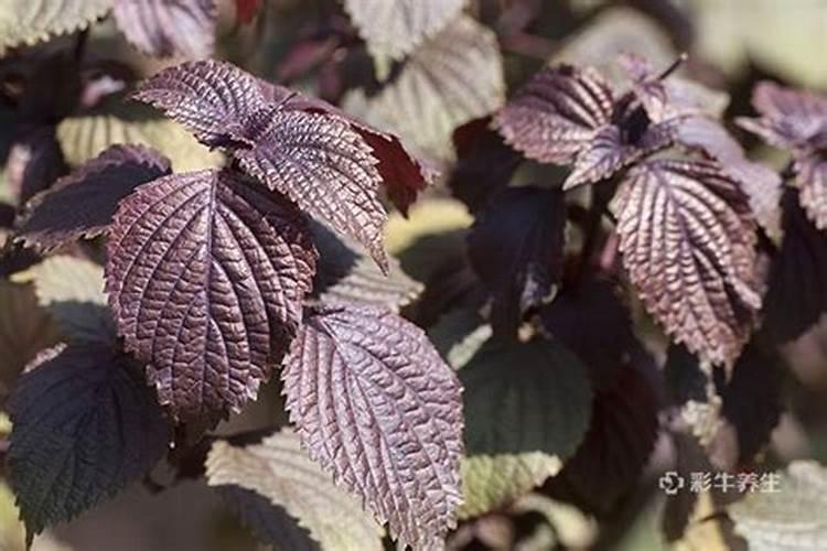 苏子叶具体种植办法？