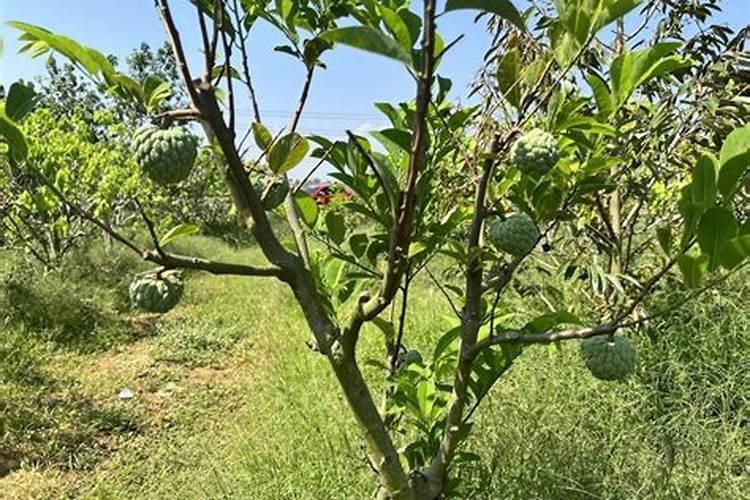 释迦果种植技术