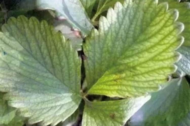 立秋后草莓田施肥须注意这些