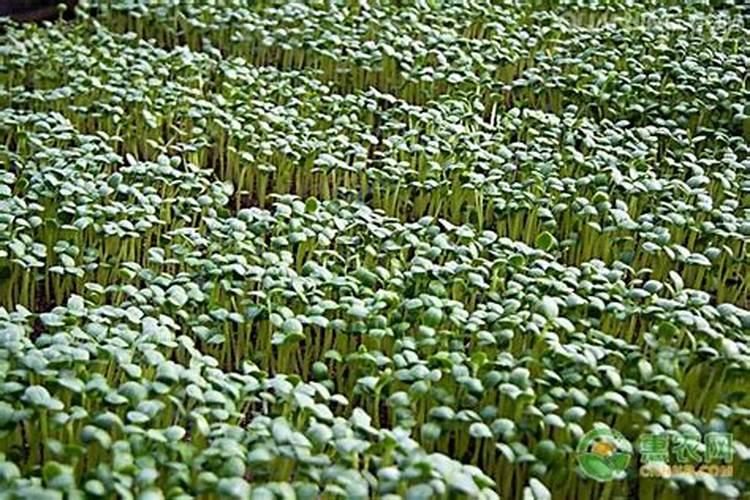 小青菜如何种