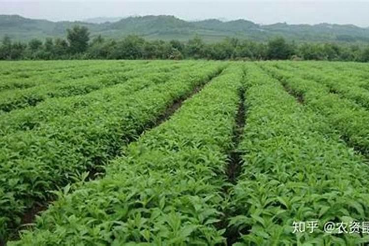 中药材专用叶面肥什么牌子的好？地黄追肥用那种肥料好,壮根肥什么时候施...