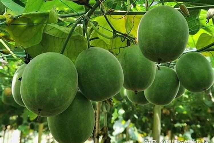 罗汉果大规模种植如何授粉