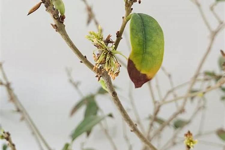 桂花叶子喷什么叶面肥最好