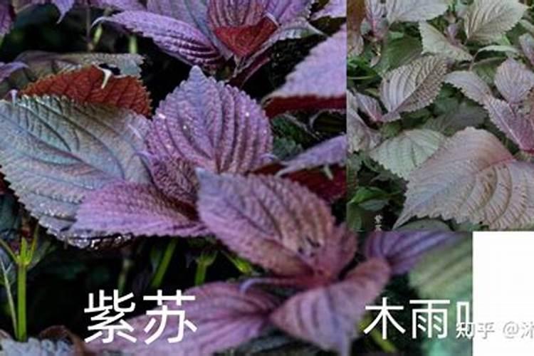 紫苏施肥时间和方法