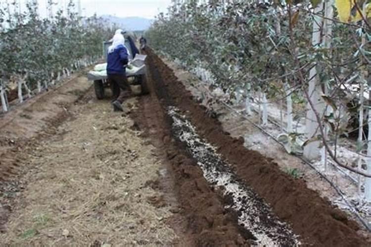 苹果树秋施基肥碳铵加磷肥或生物有机肥可以吗？为什么？(挂果树)