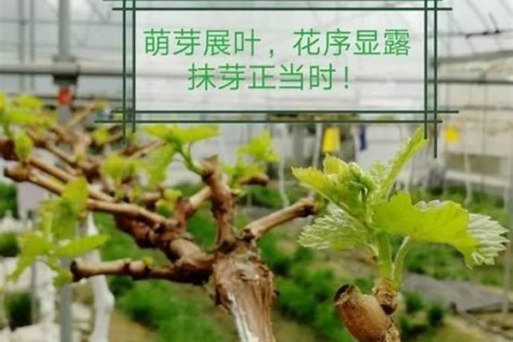 葡萄用什么水溶肥好？葡萄生长周期