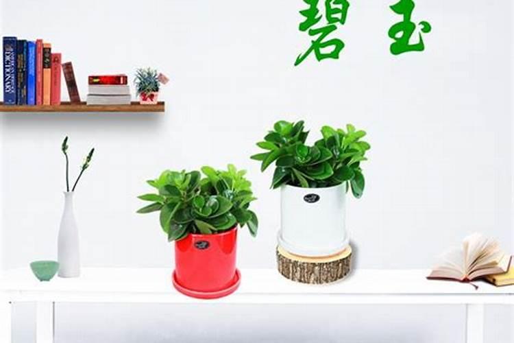 水培植物如何施肥？