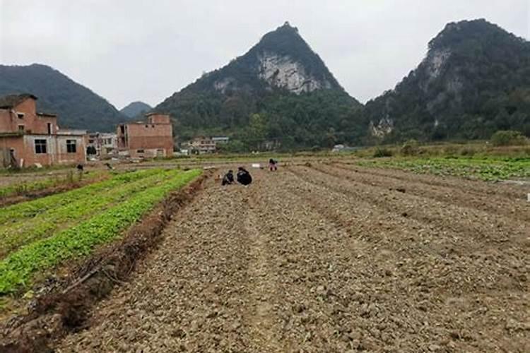 花粉多糖在农作物上的运用 花粉多糖在农作物上的运用是什么