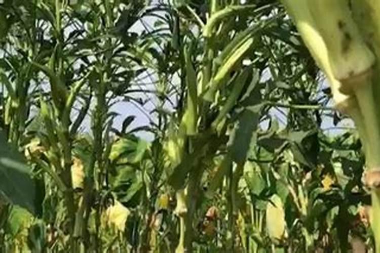 化肥的使用中有哪些注意事项