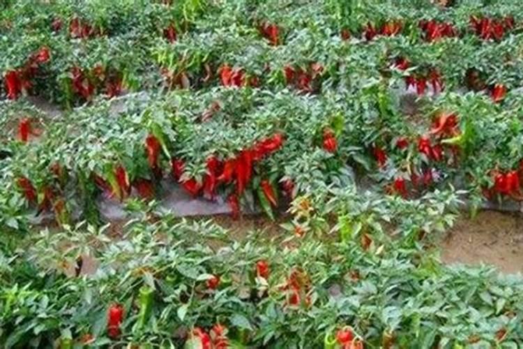 辣椒大棚定植后如何管理水肥