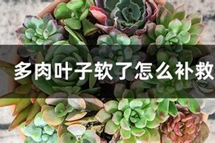 花肥用多了,花叶子蔫巴了该怎么办？