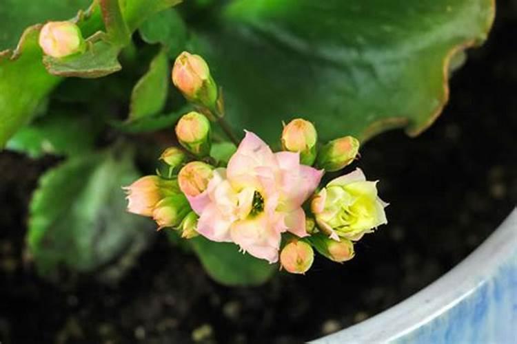 花肥用多了,花叶子蔫巴了该怎么办？