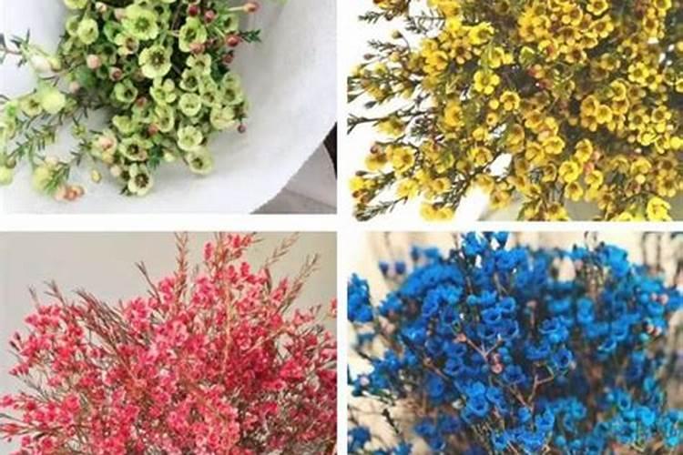 叶面肥十大品牌排行榜